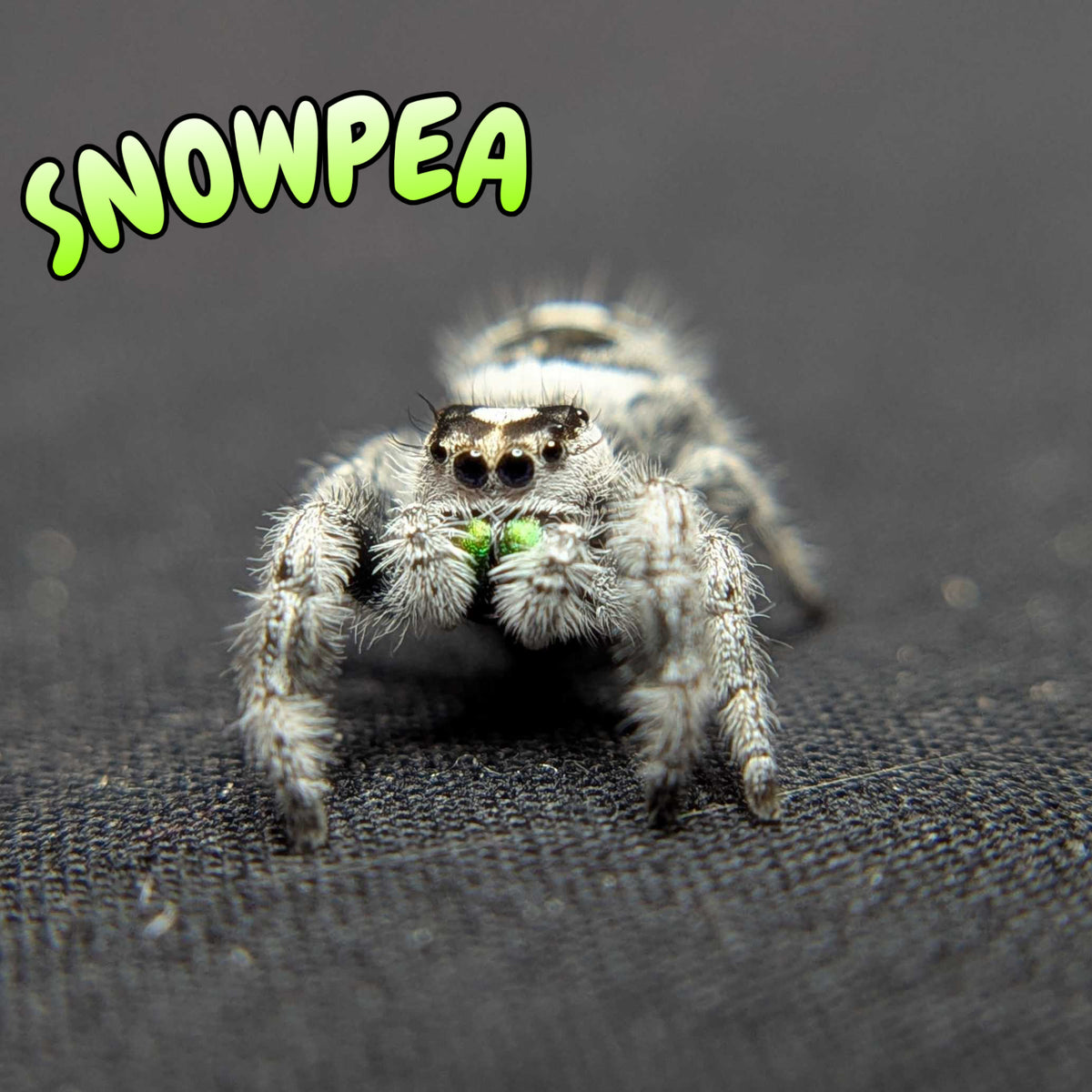 Regal Jumping Spider "Snowpea" (High White)