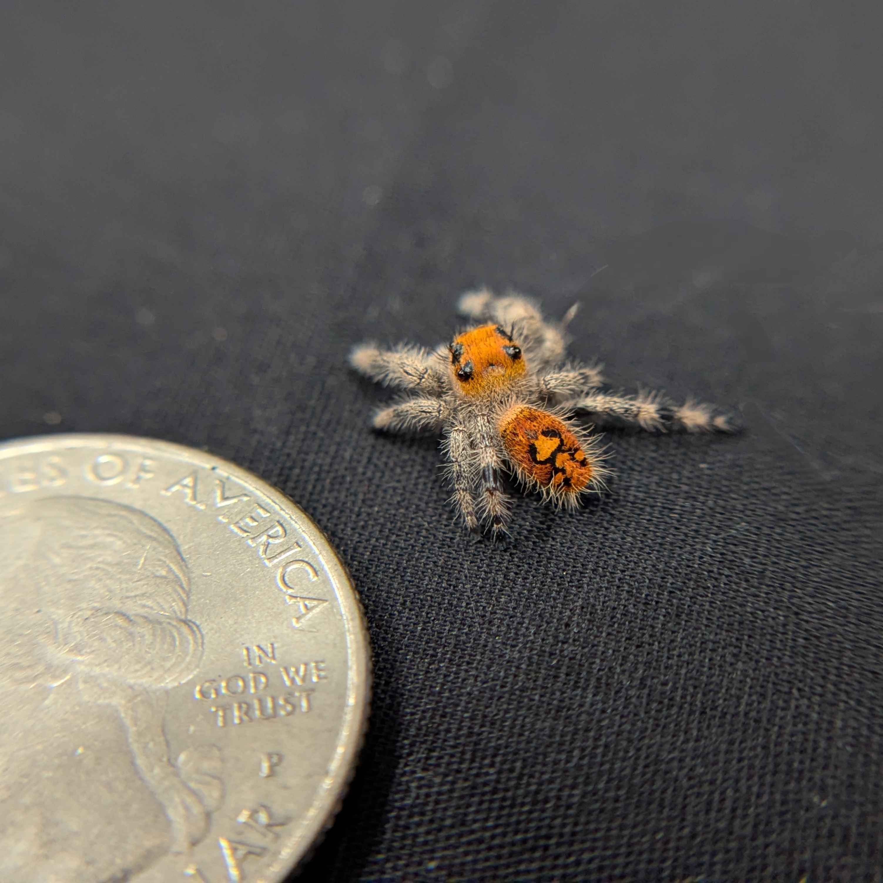 ~Auction~ Regal Jumping Spider "Persimmon"