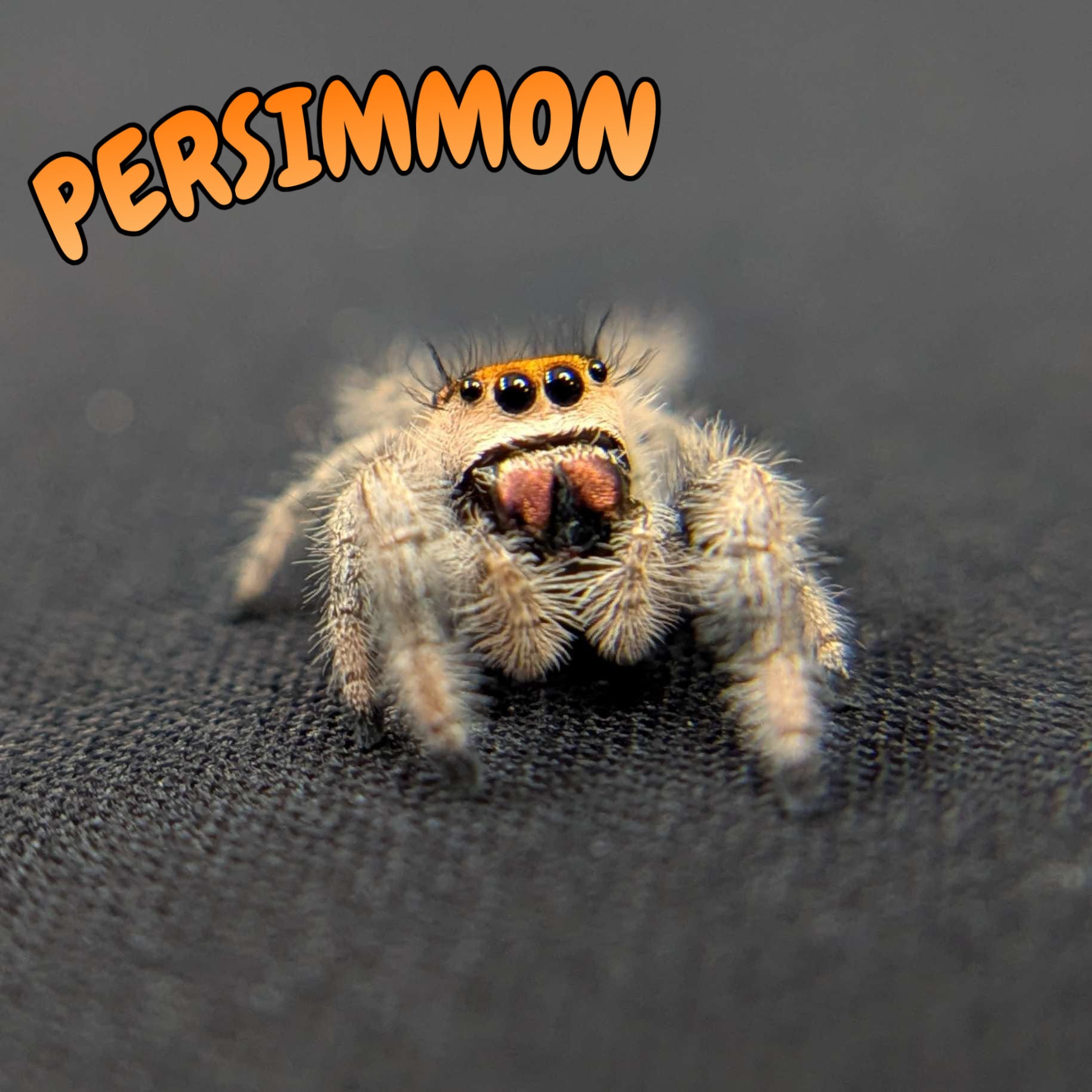 ~Auction~ Regal Jumping Spider "Persimmon"
