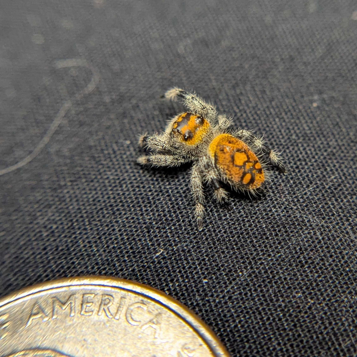 Regal Jumping Spider "Hex"