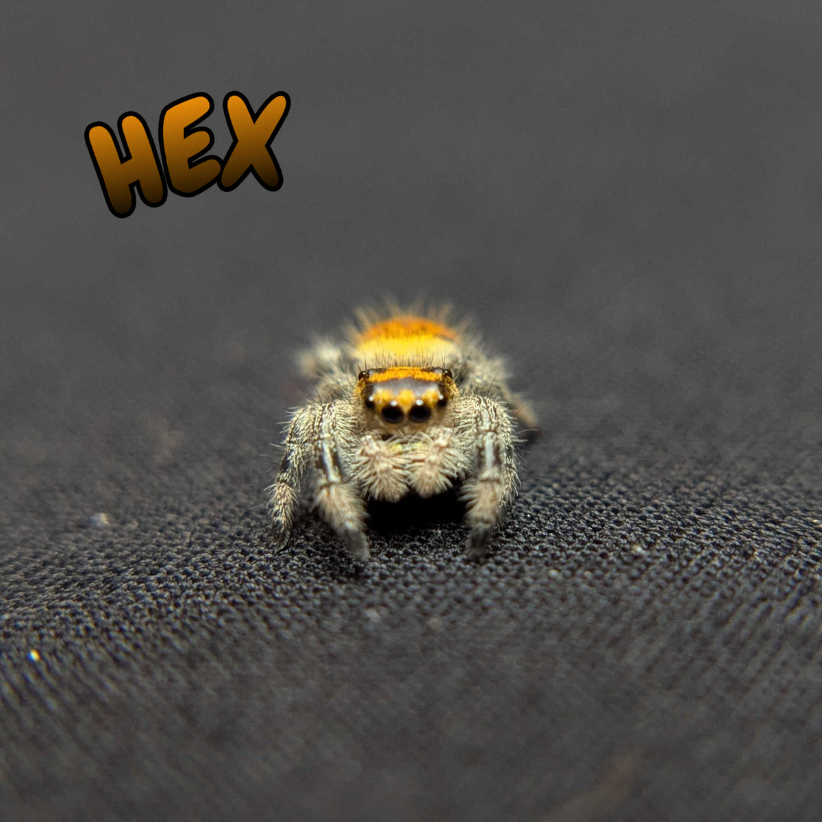 Regal Jumping Spider "Hex"