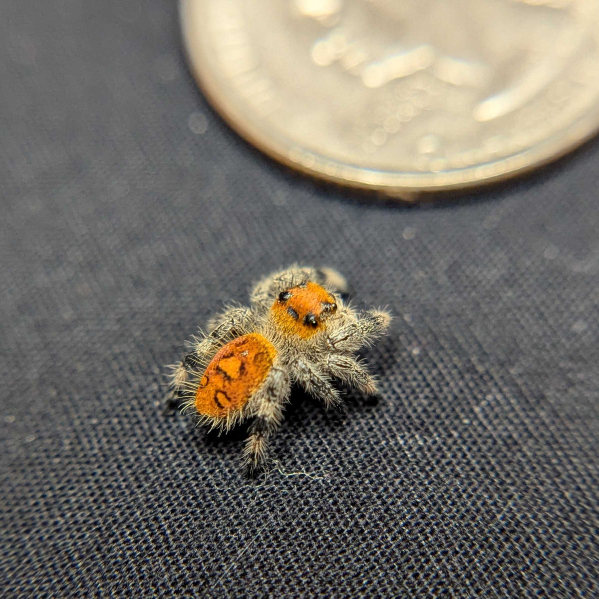 Regal Jumping Spider "Hot”