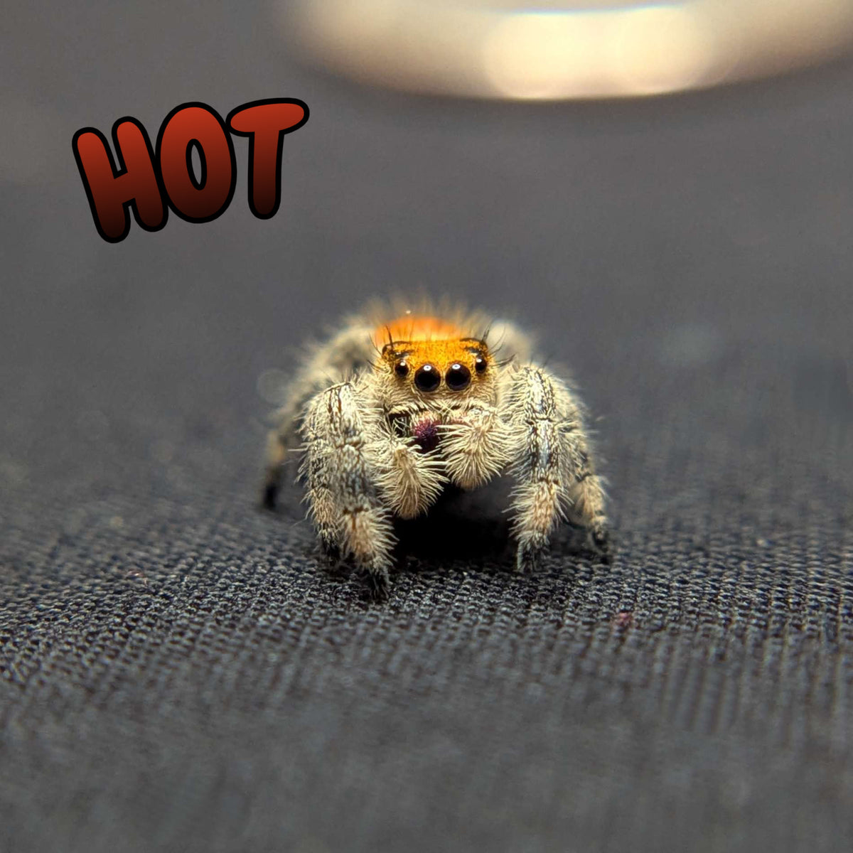 Regal Jumping Spider "Hot”