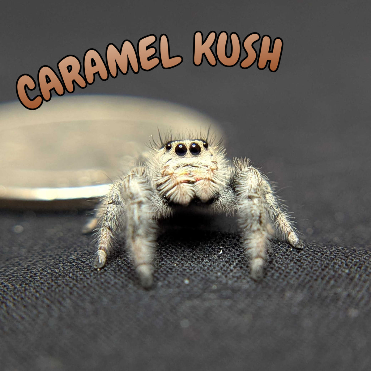 Regal Jumping Spider "Caramel Kush"