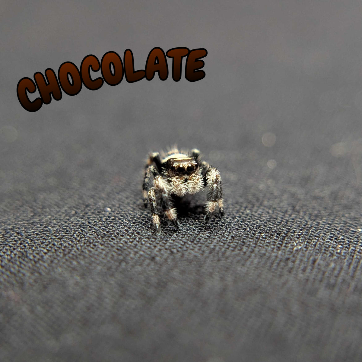 Regal Jumping Spider "Chocolate"
