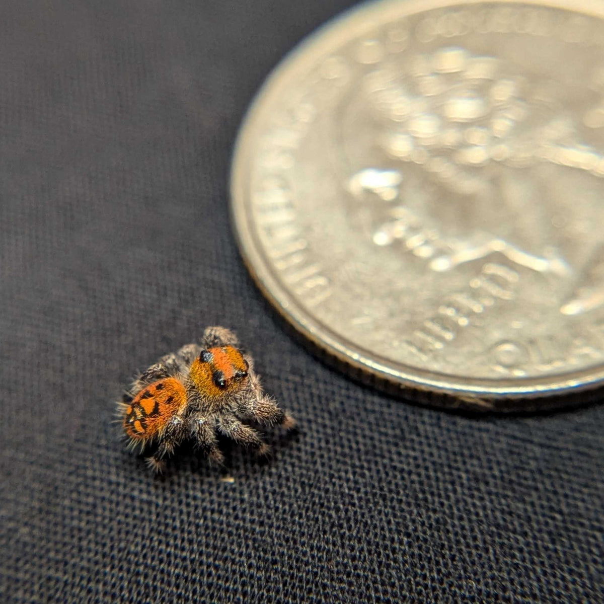 Regal Jumping Spider "Cheetah"