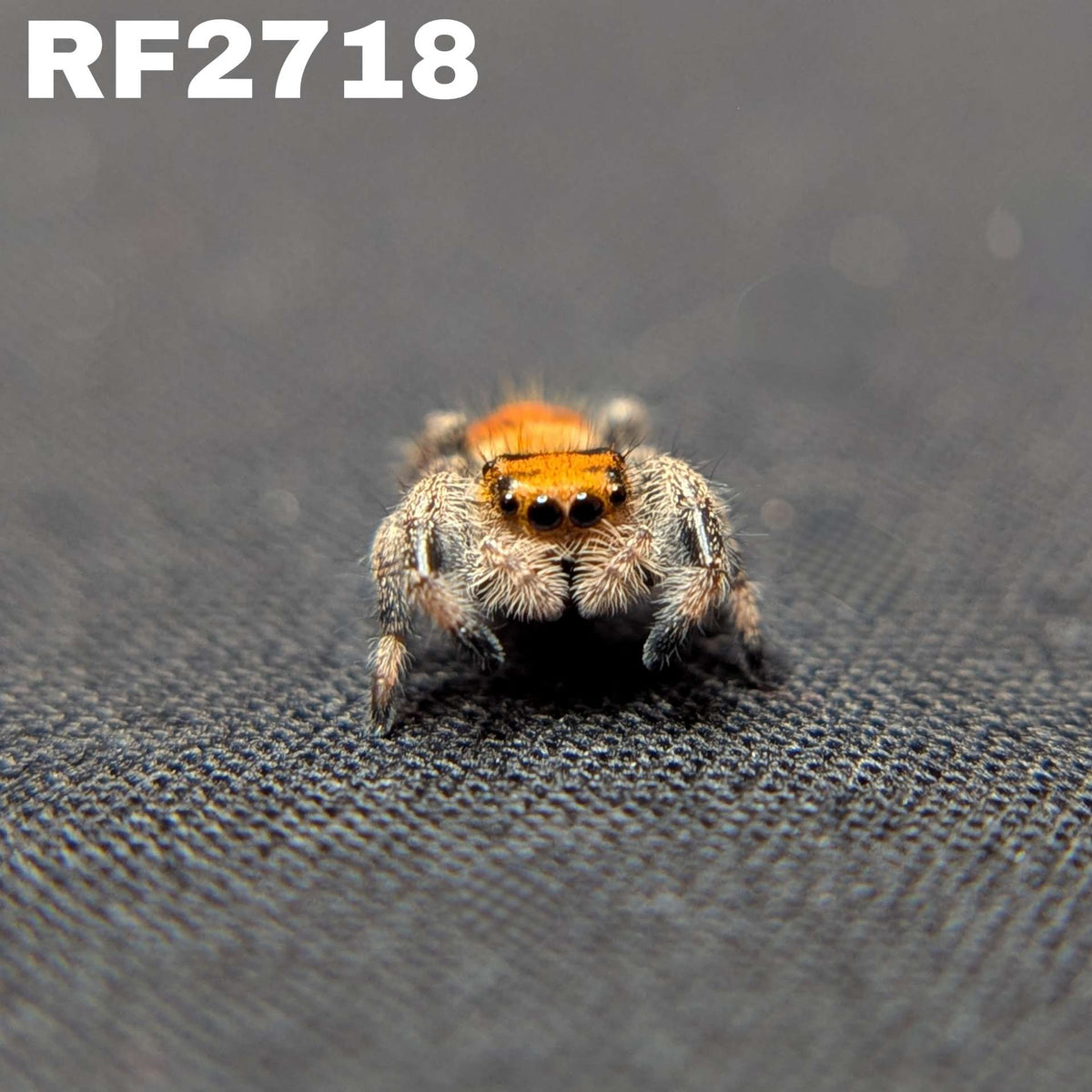 Regal Jumping Spider "Cheetah"