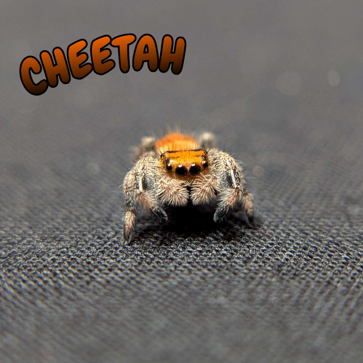 Regal Jumping Spider "Cheetah"