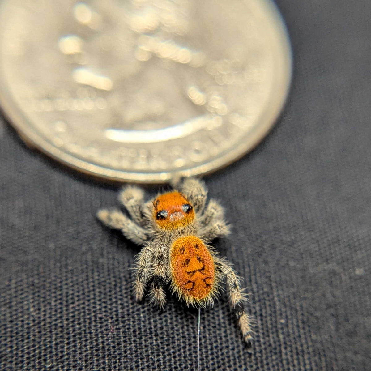 Regal Jumping Spider “Camellia”