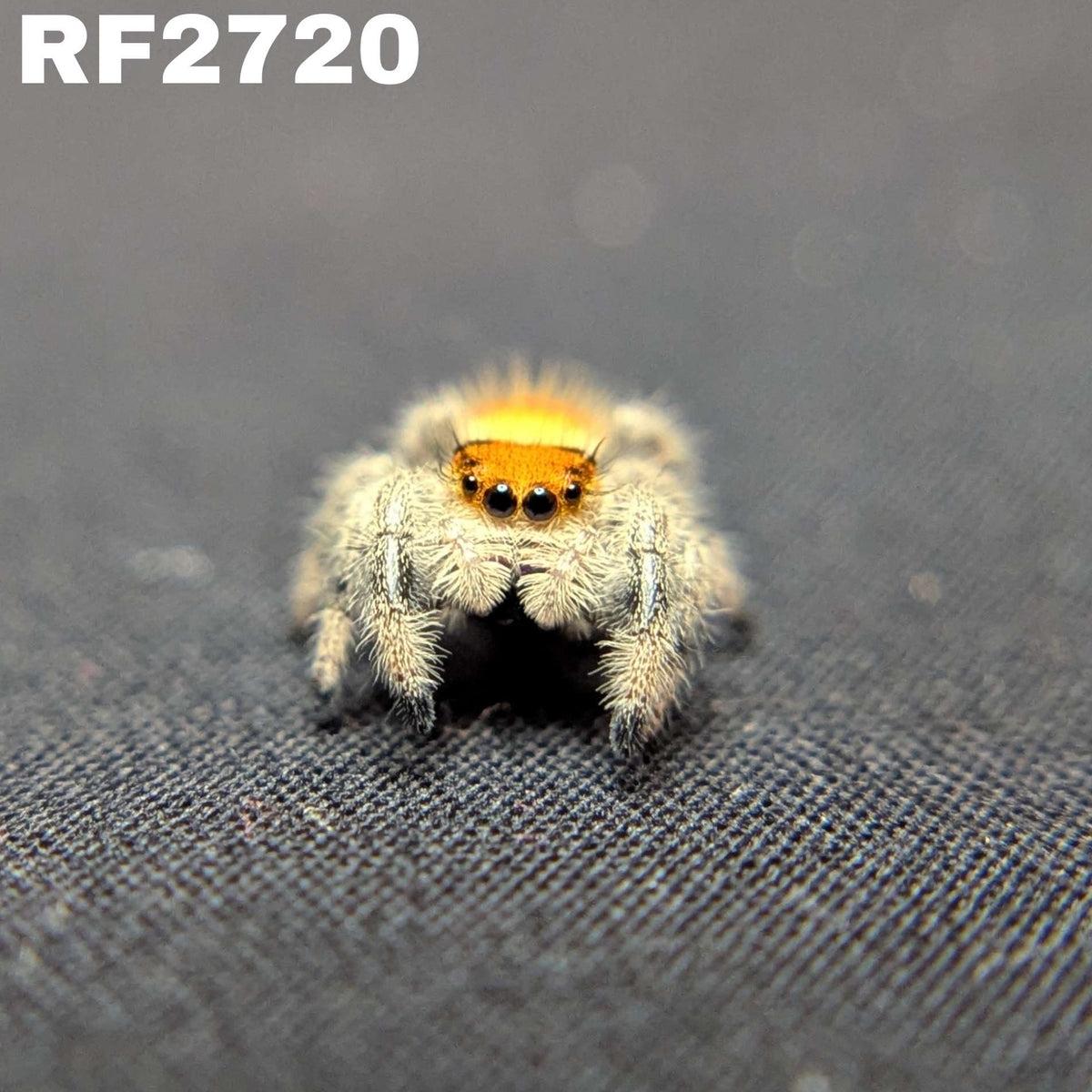 Regal Jumping Spider “Camellia”
