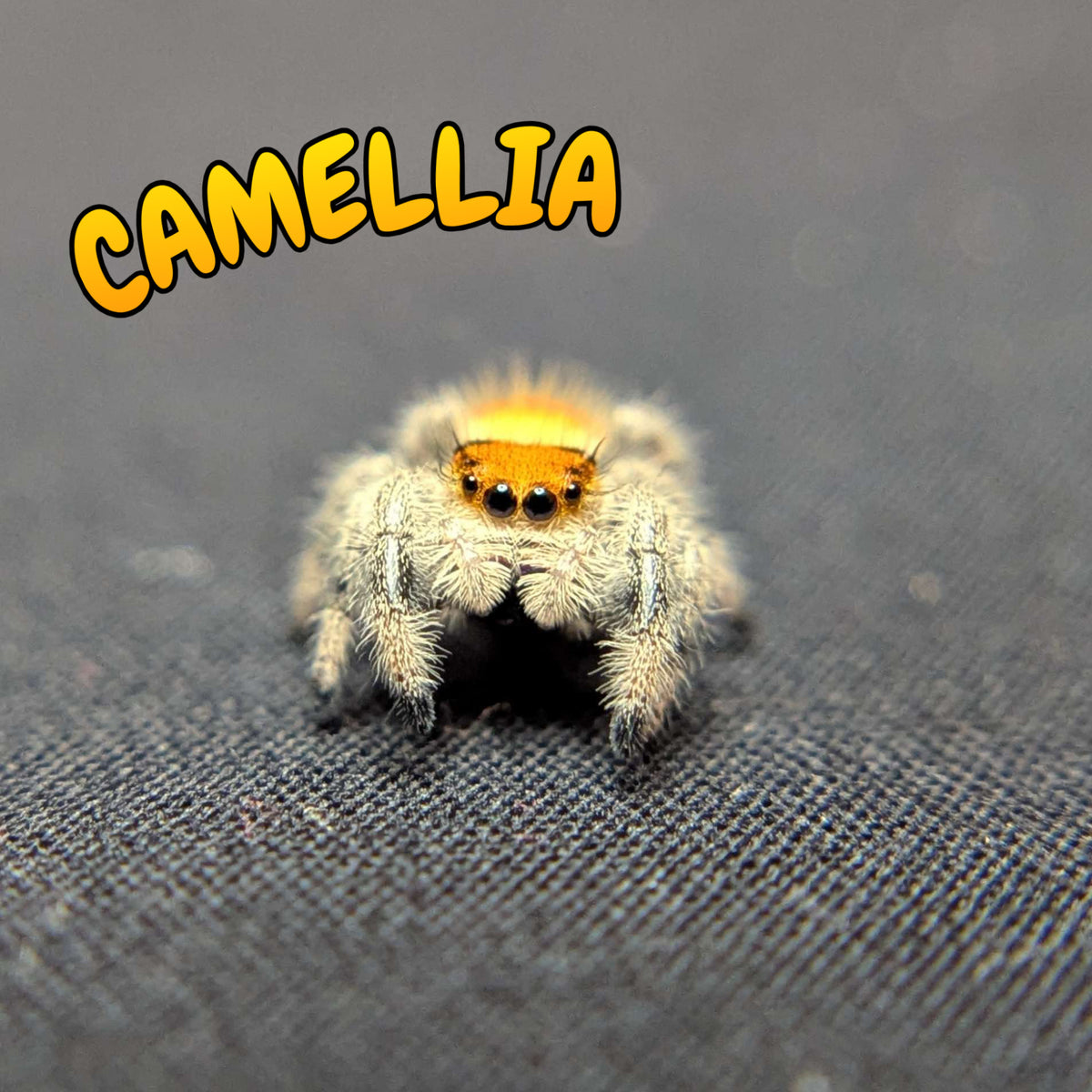 Regal Jumping Spider “Camellia”