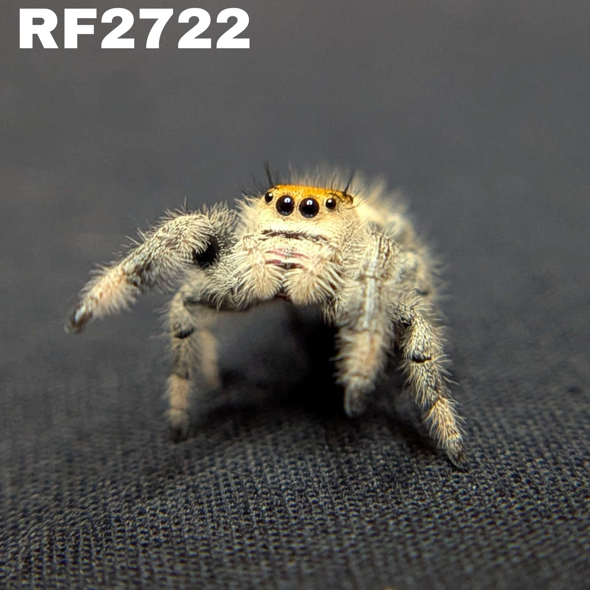 Regal Jumping Spider “Sienna”