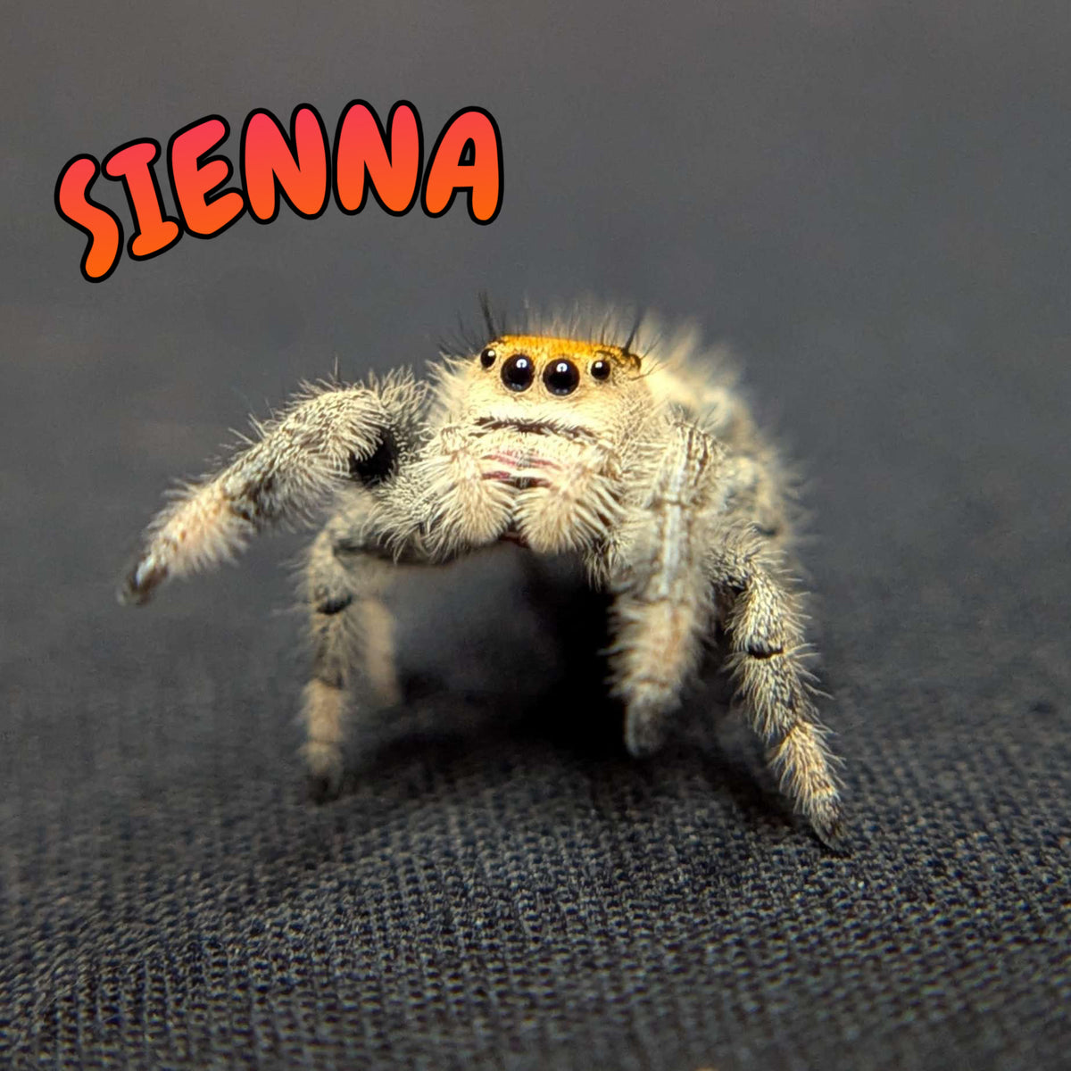 Regal Jumping Spider “Sienna”