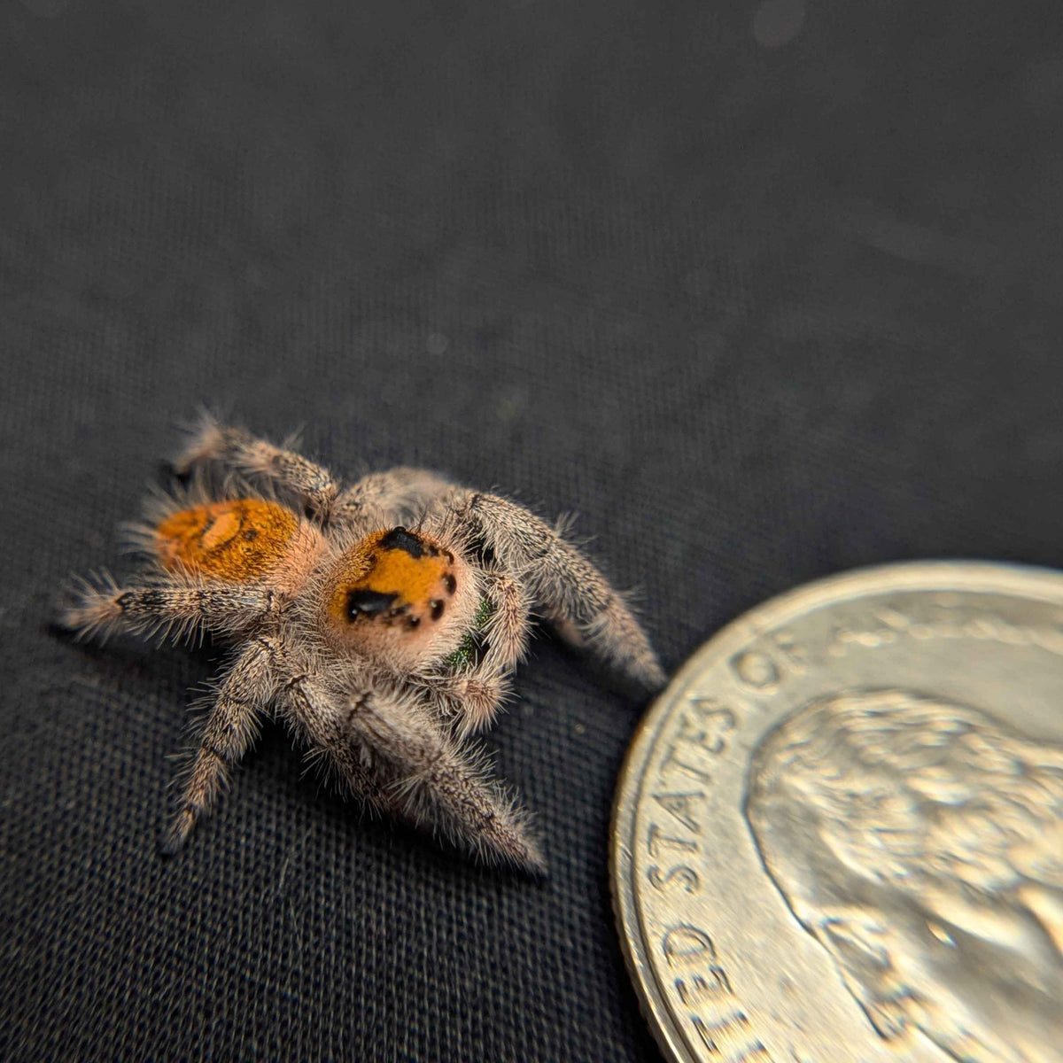Regal Jumping Spider "Zucchini"