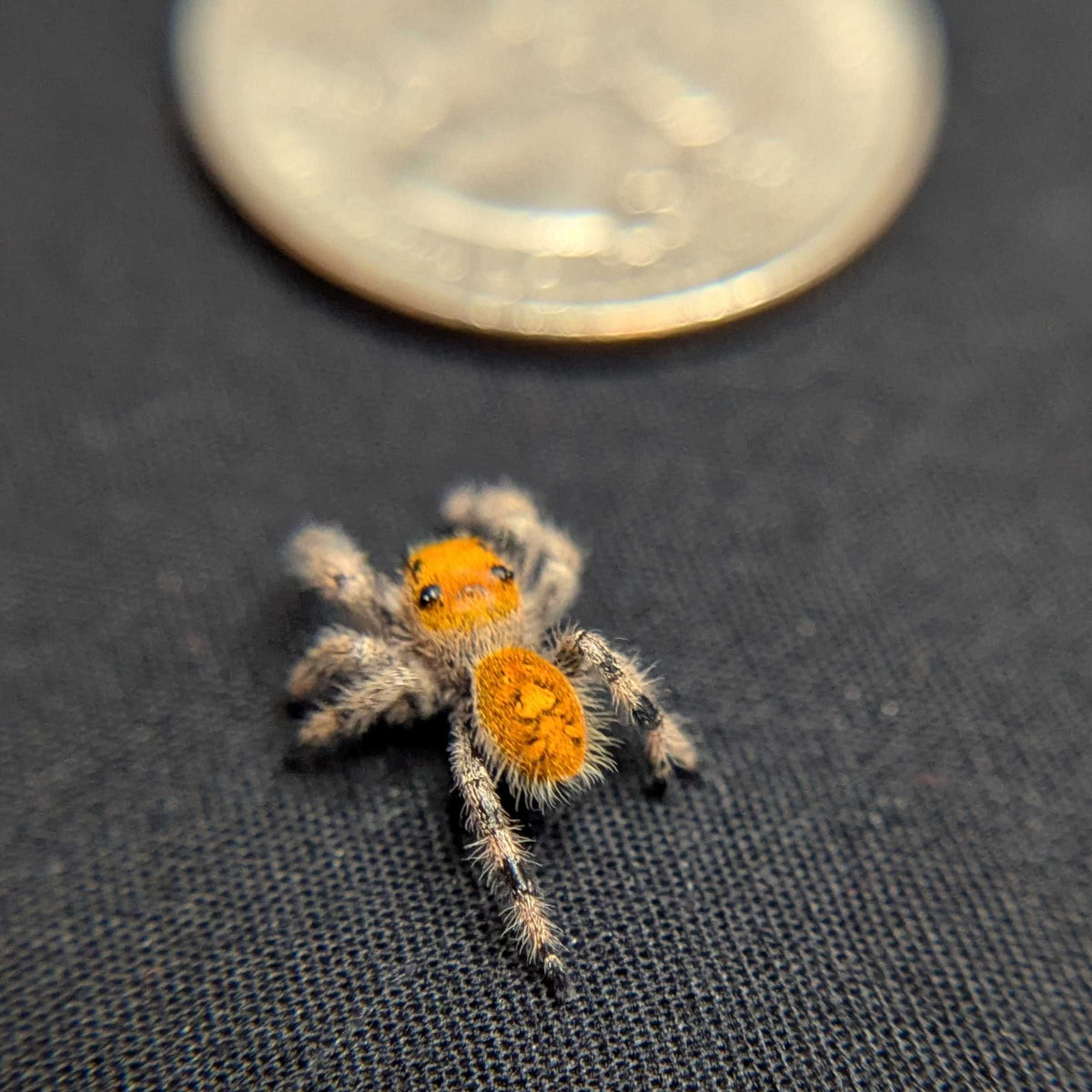 Regal Jumping Spider "Halo"