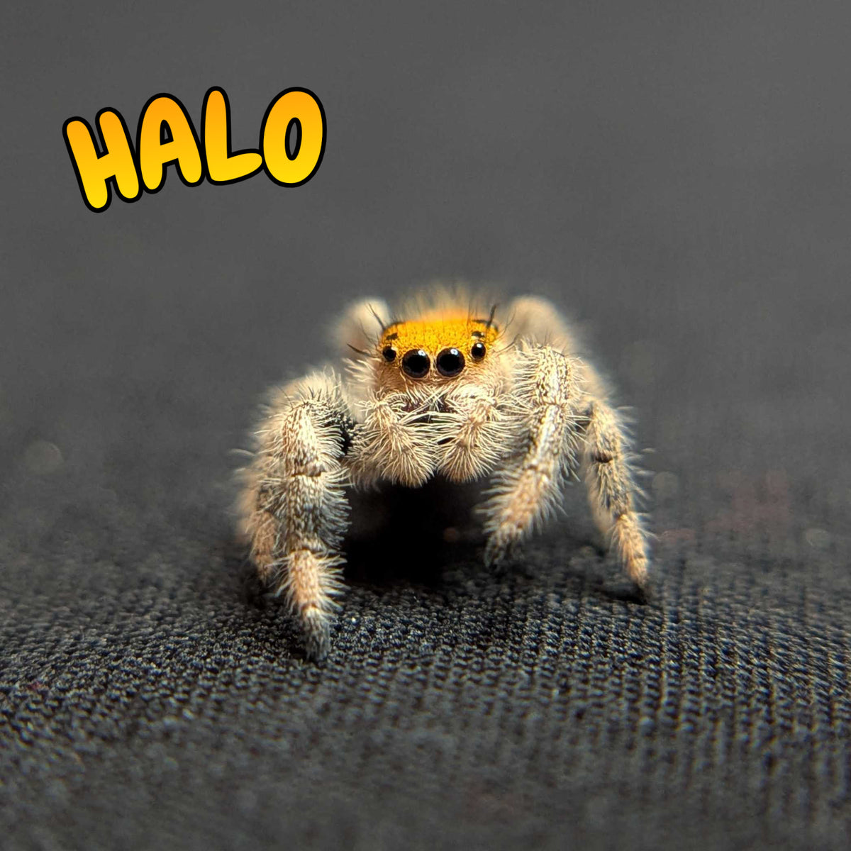 Regal Jumping Spider "Halo"