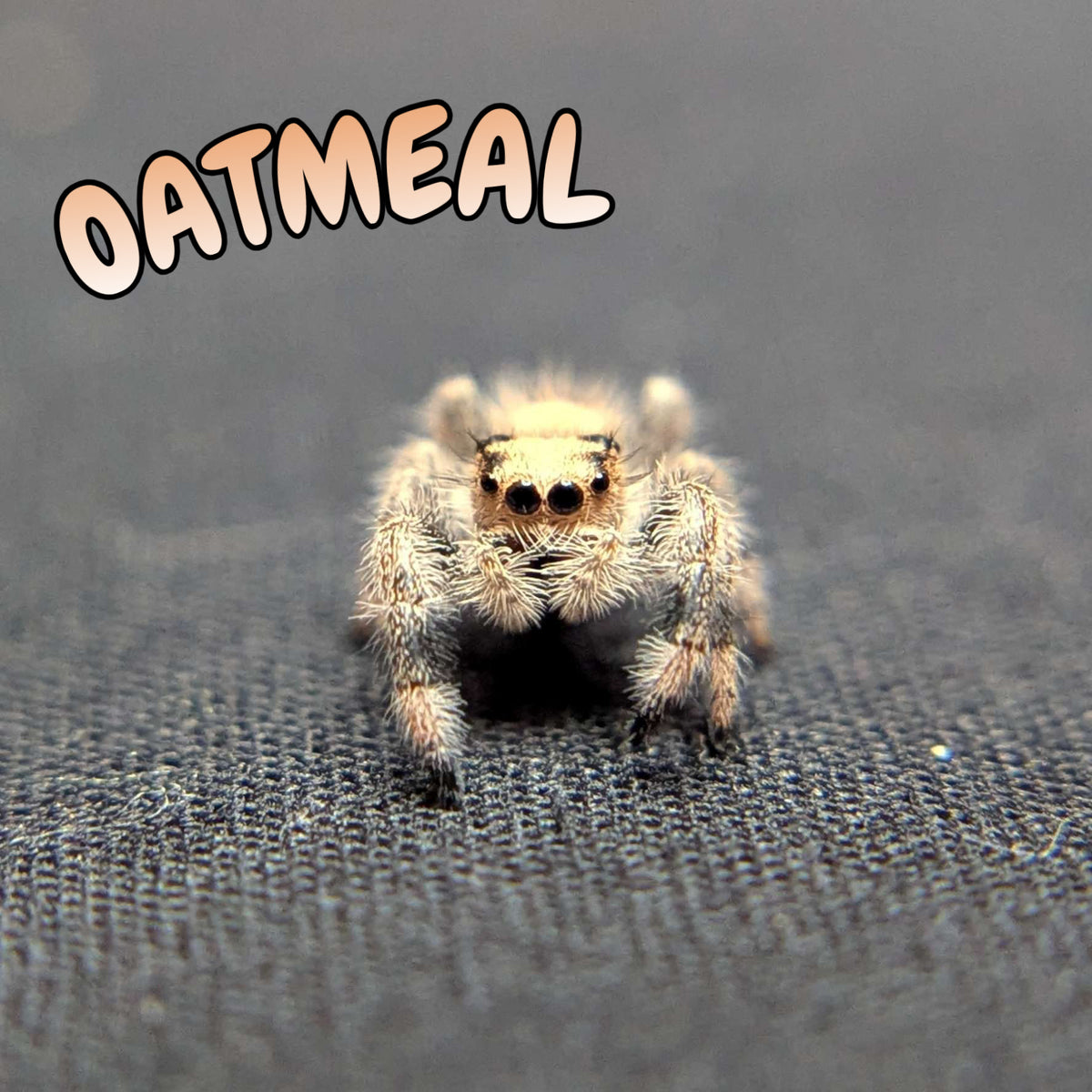 Regal Jumping Spider "Oatmeal"