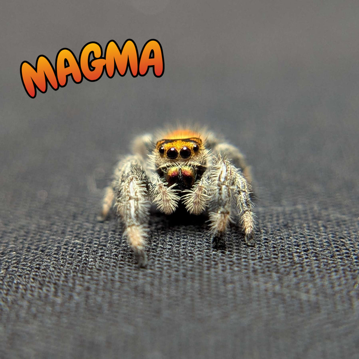 Regal Jumping Spider “Magma”