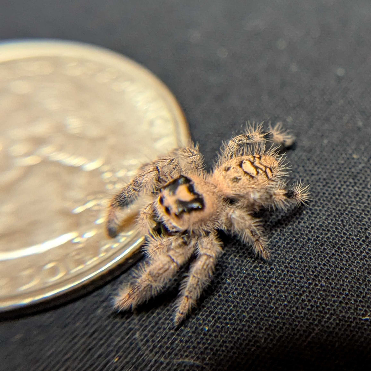 Regal Jumping Spider "Jade"