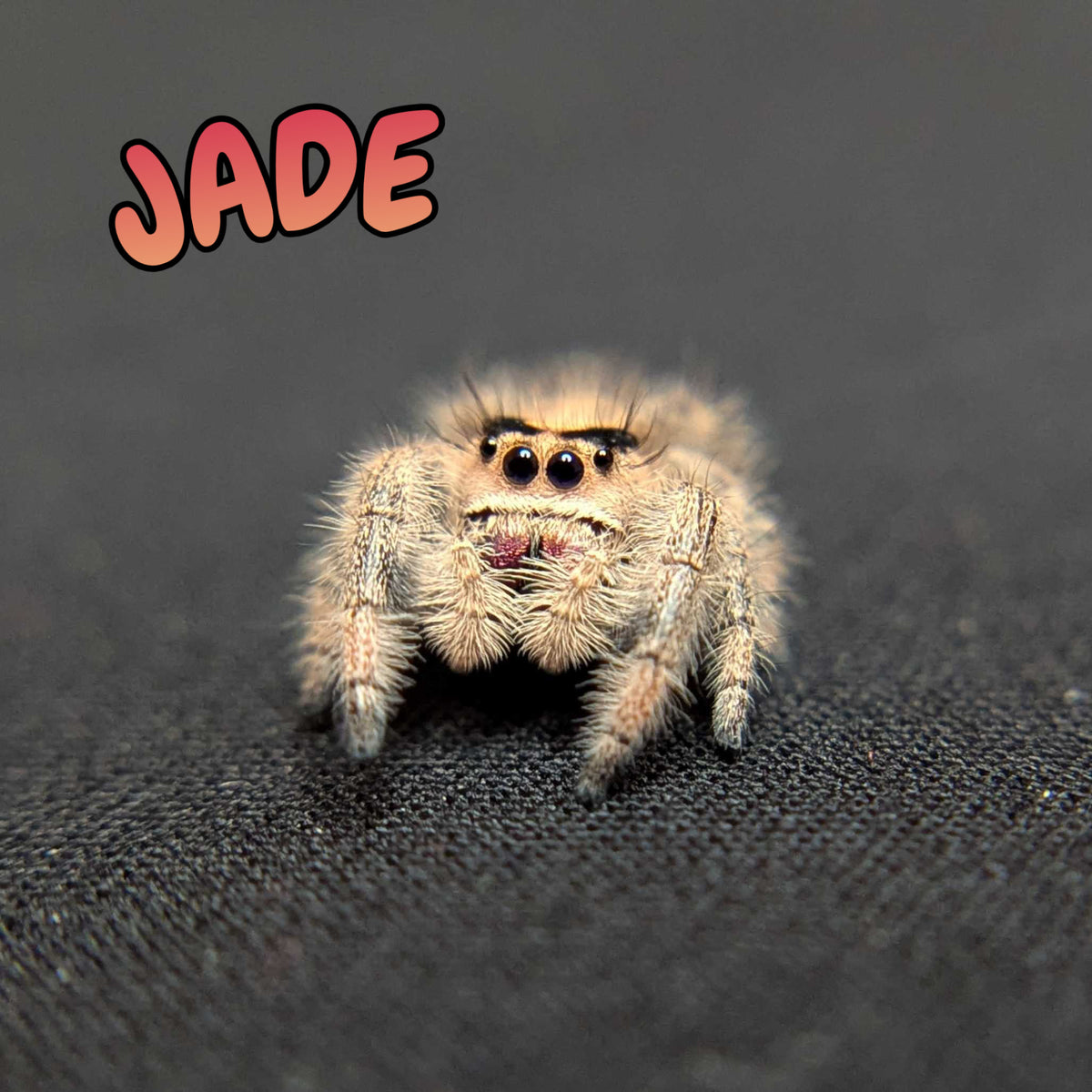 Regal Jumping Spider "Jade"