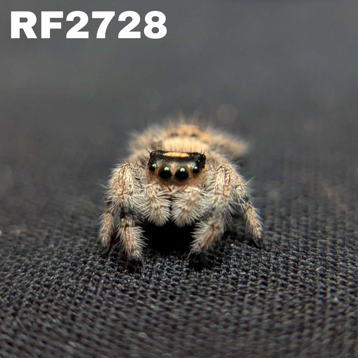 Regal Jumping Spider "Chococream"