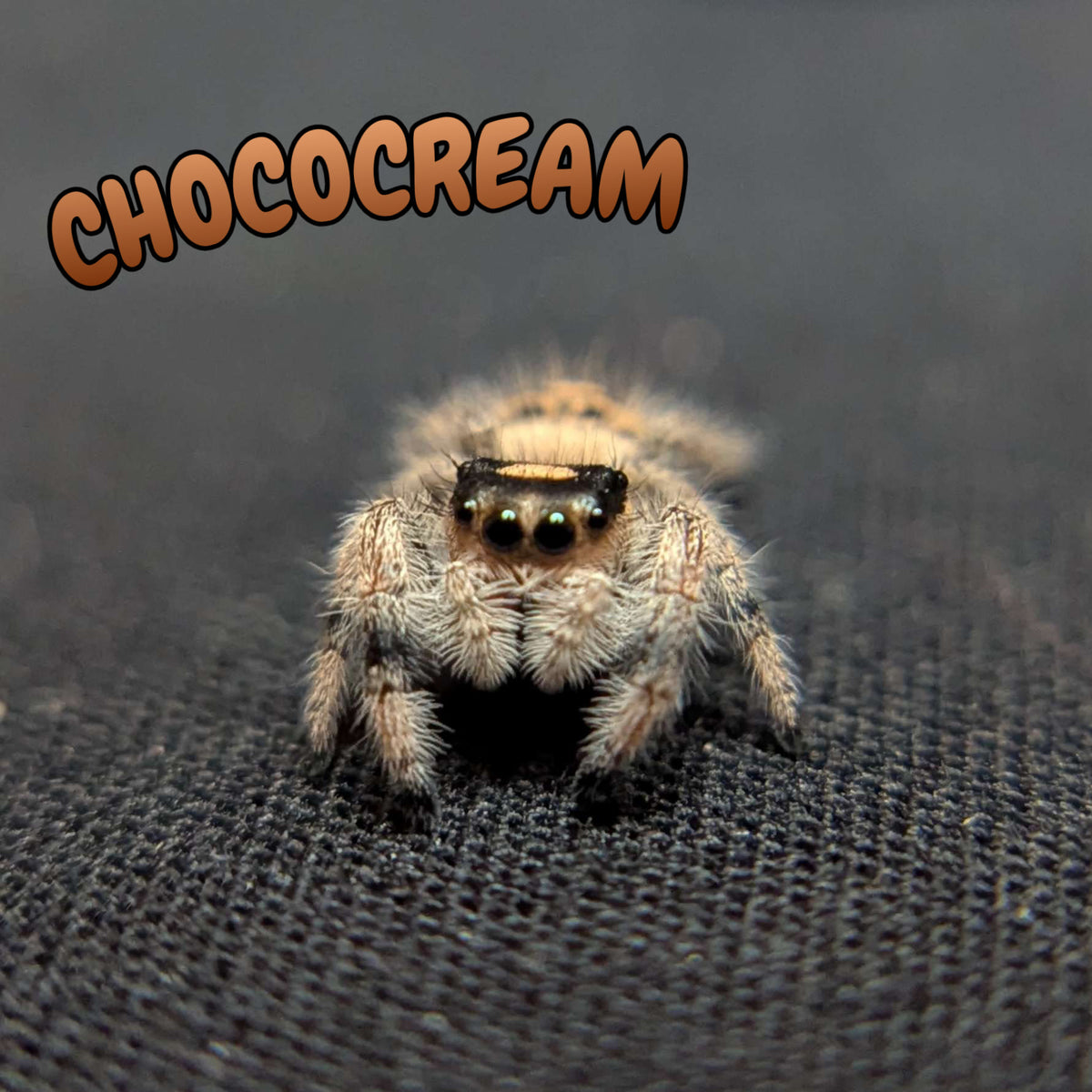Regal Jumping Spider "Chococream"