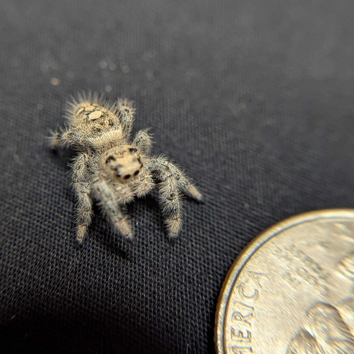 Regal Jumping Spider "Alaska”