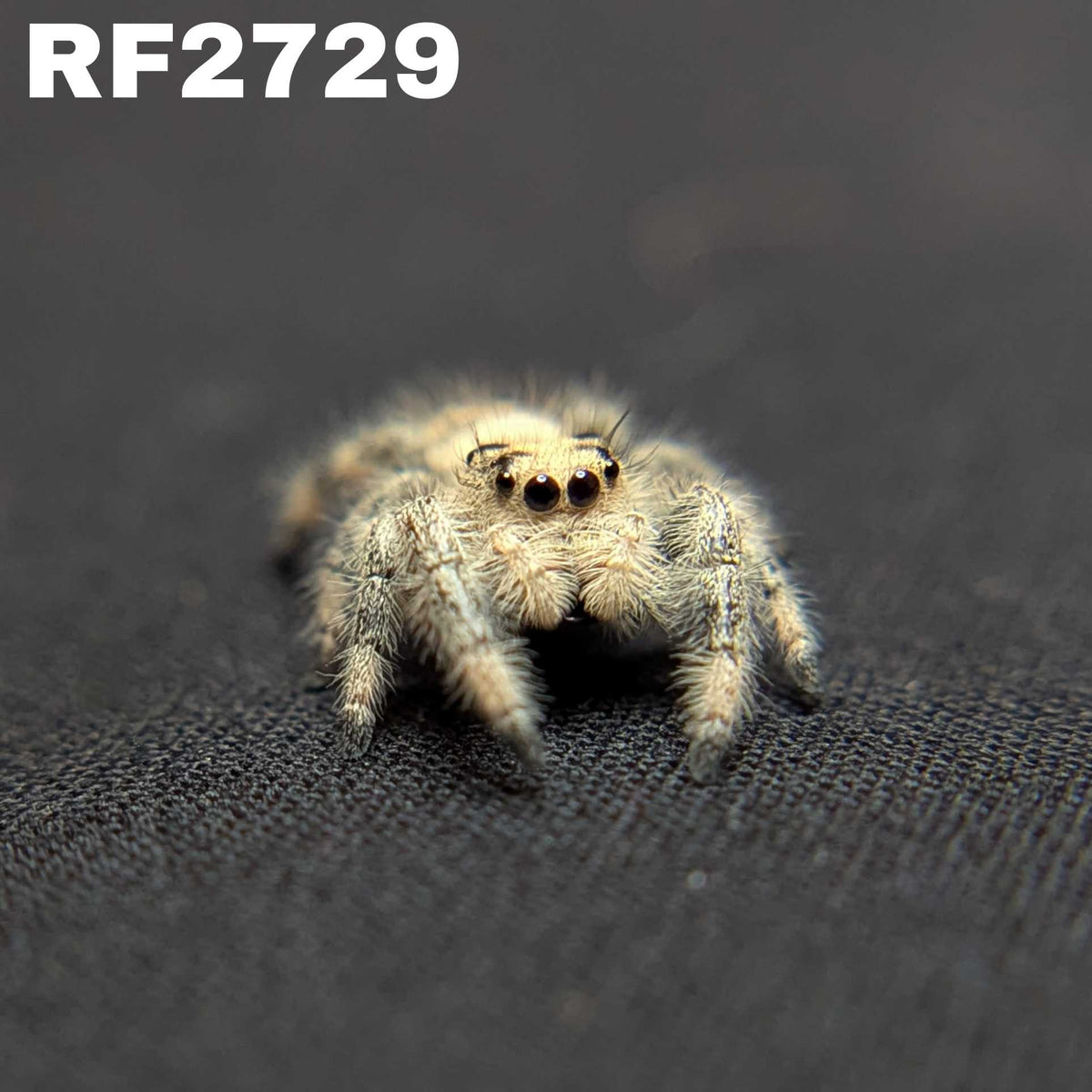 Regal Jumping Spider "Alaska”