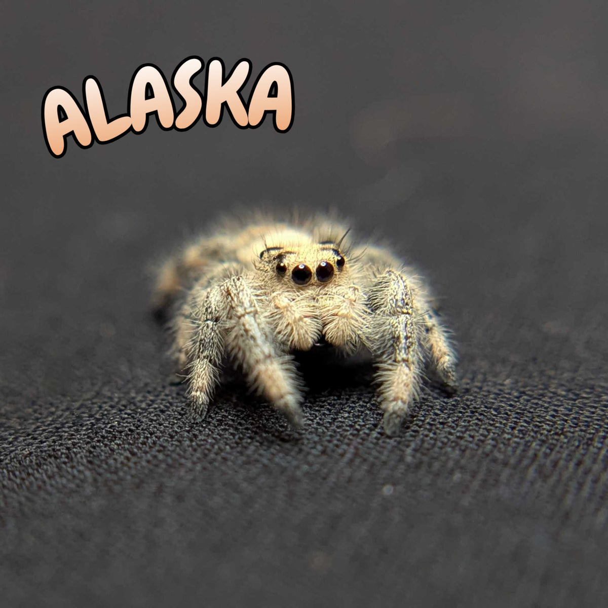 Regal Jumping Spider "Alaska”