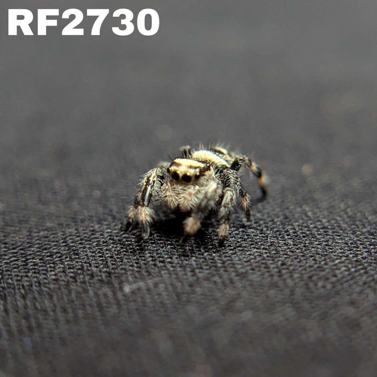 Regal Jumping Spider "Domino"