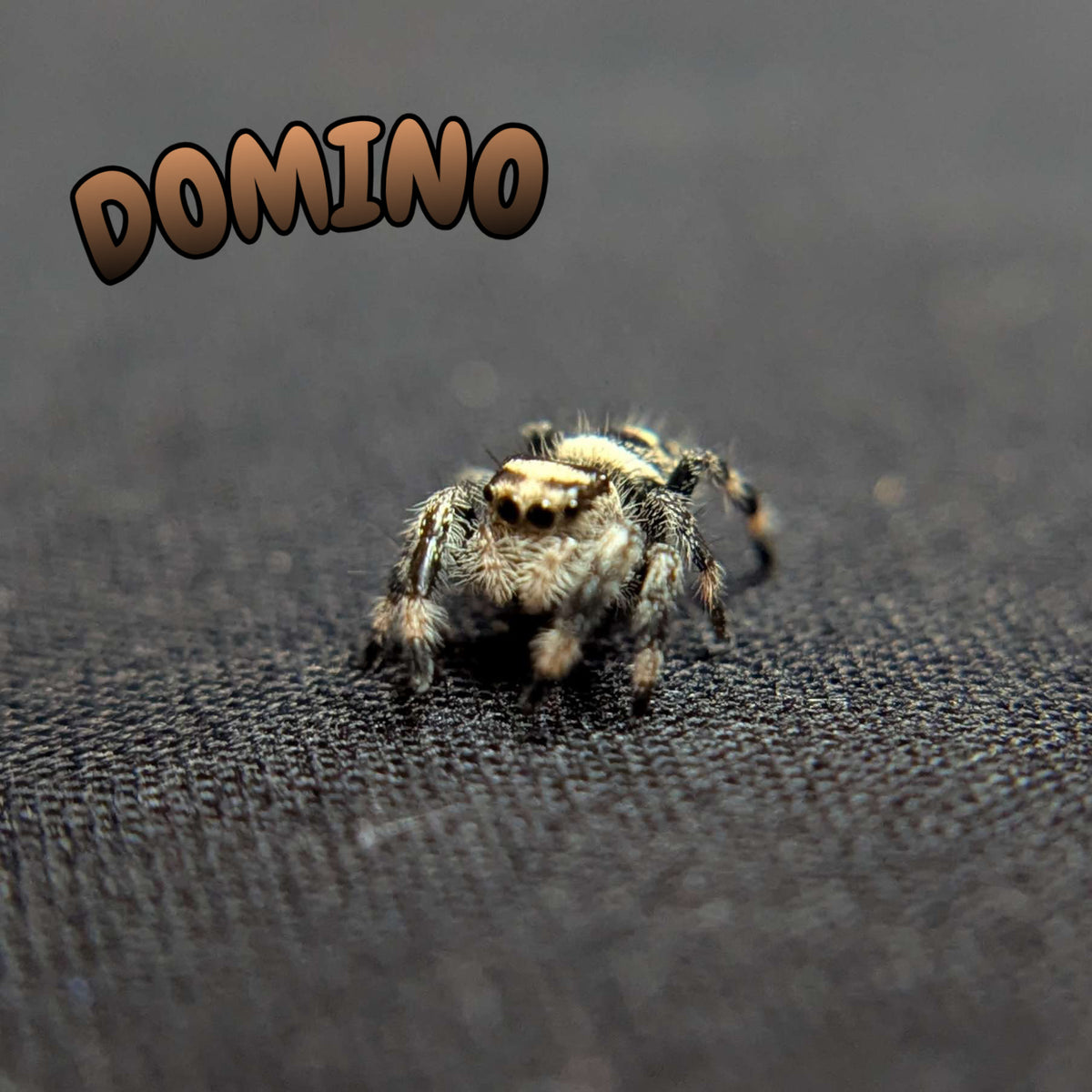 Regal Jumping Spider "Domino"