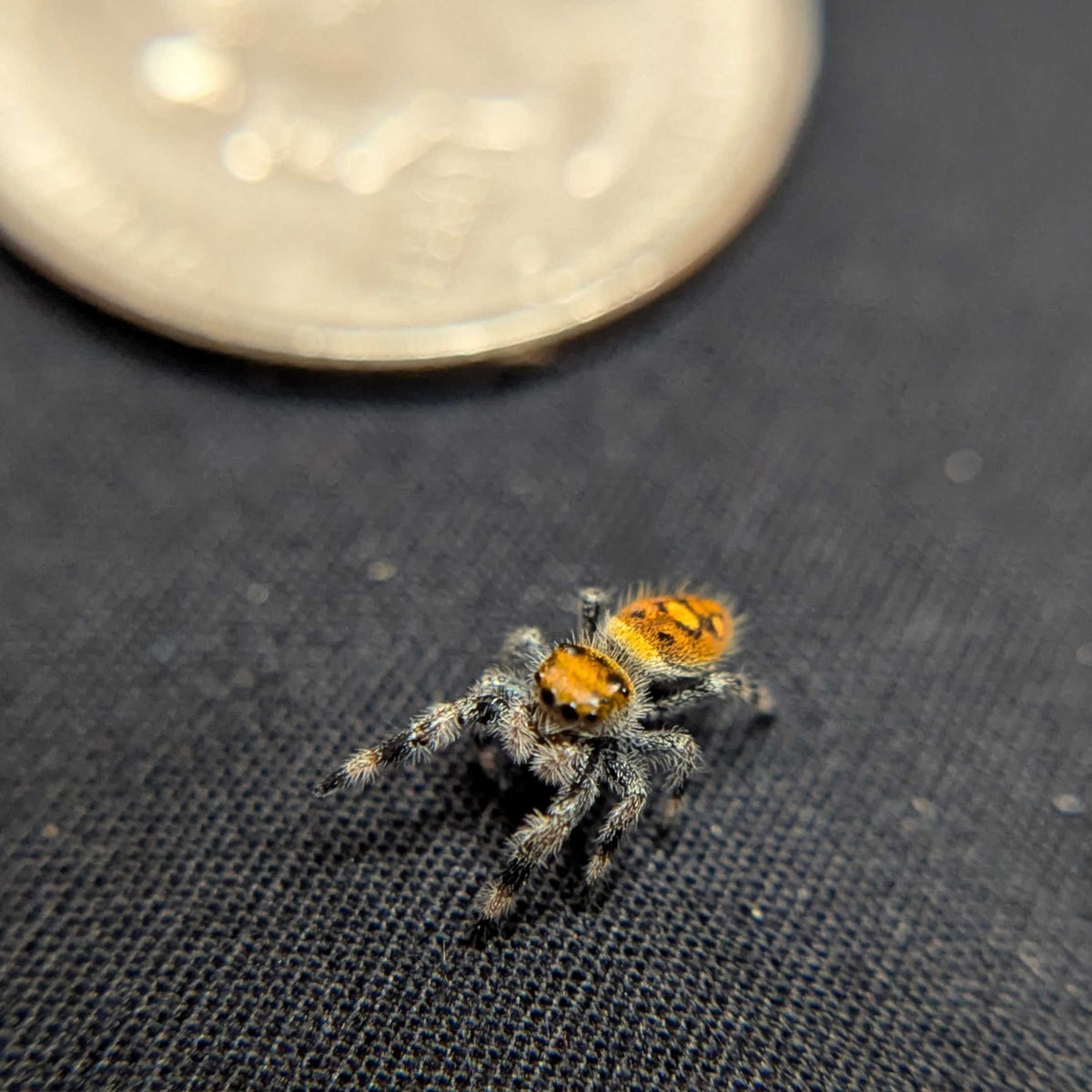 Regal Jumping Spider "Squash"