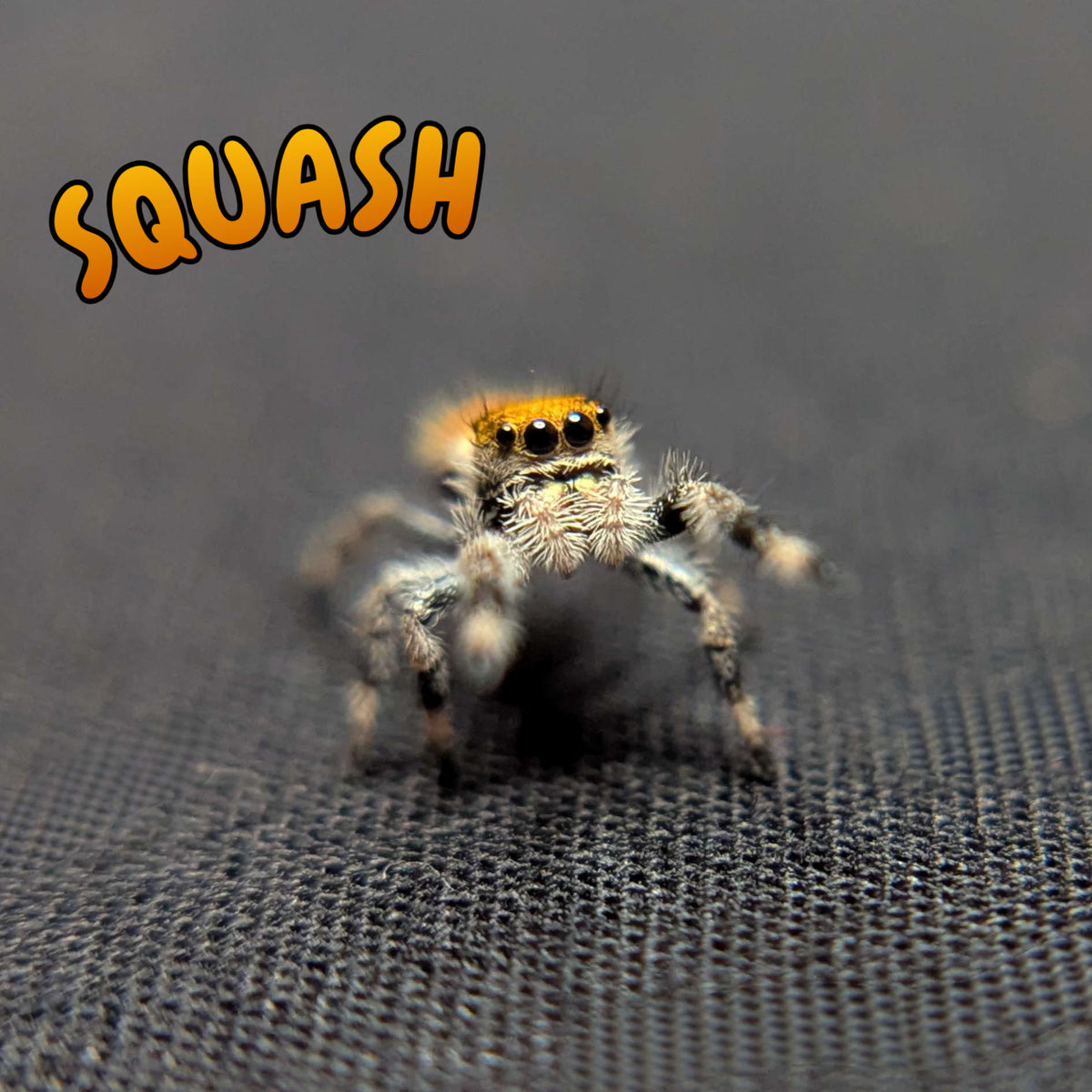 Regal Jumping Spider "Squash"