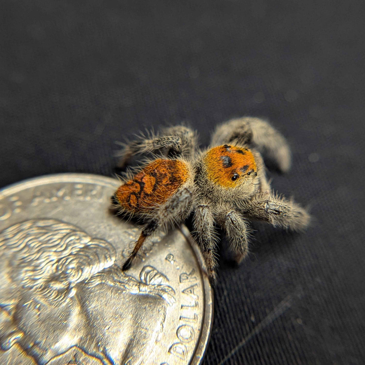 Regal Jumping Spider "Blood Orange"