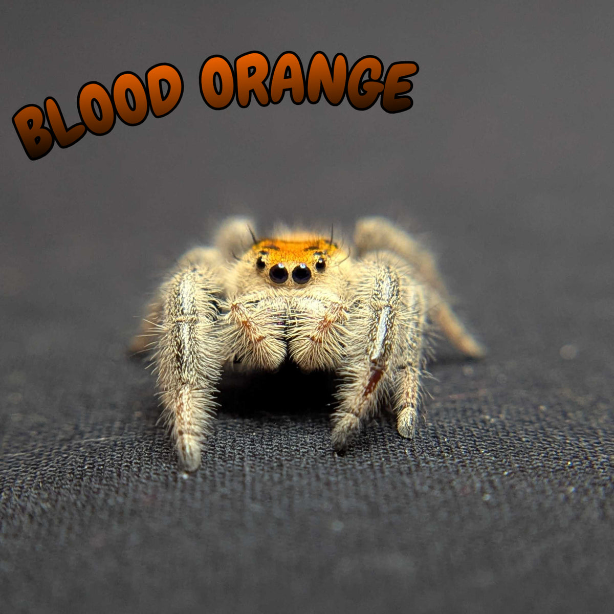 Regal Jumping Spider "Blood Orange"