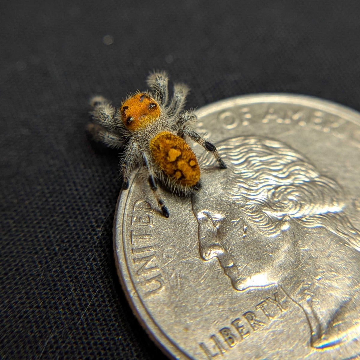 Regal Jumping Spider "Fire"