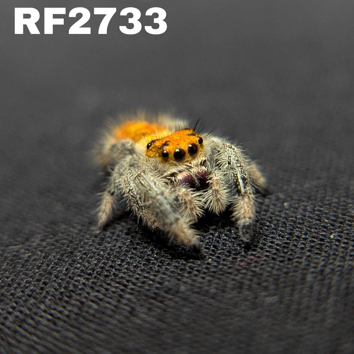 Regal Jumping Spider "Fire"