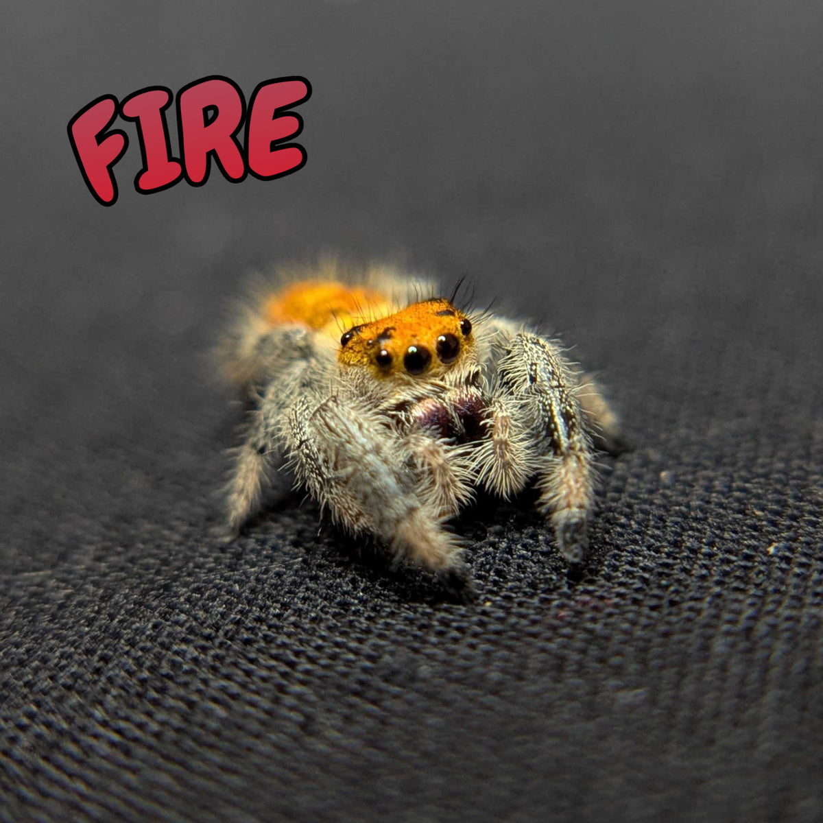 Regal Jumping Spider "Fire"