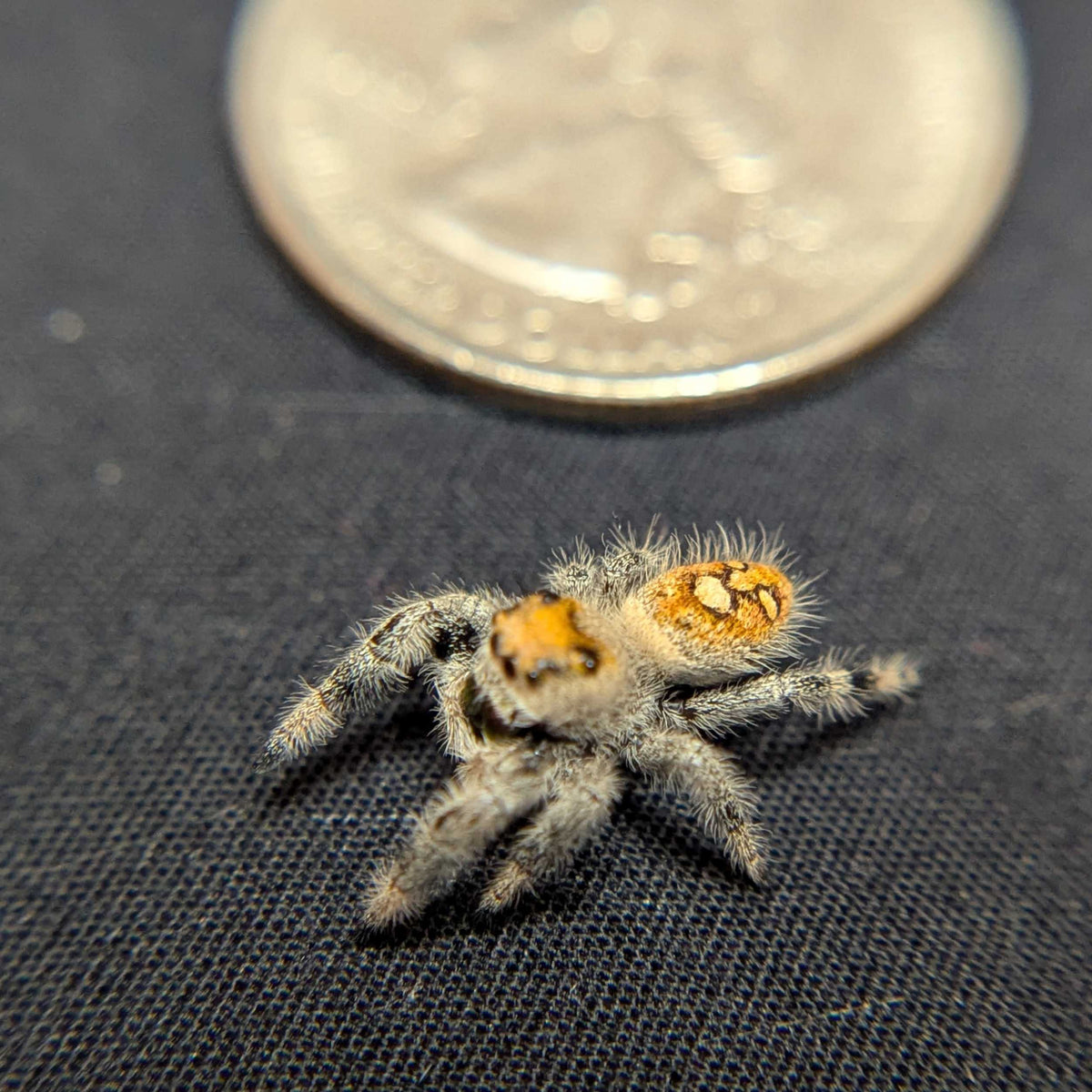 Regal Jumping Spider “Amber”