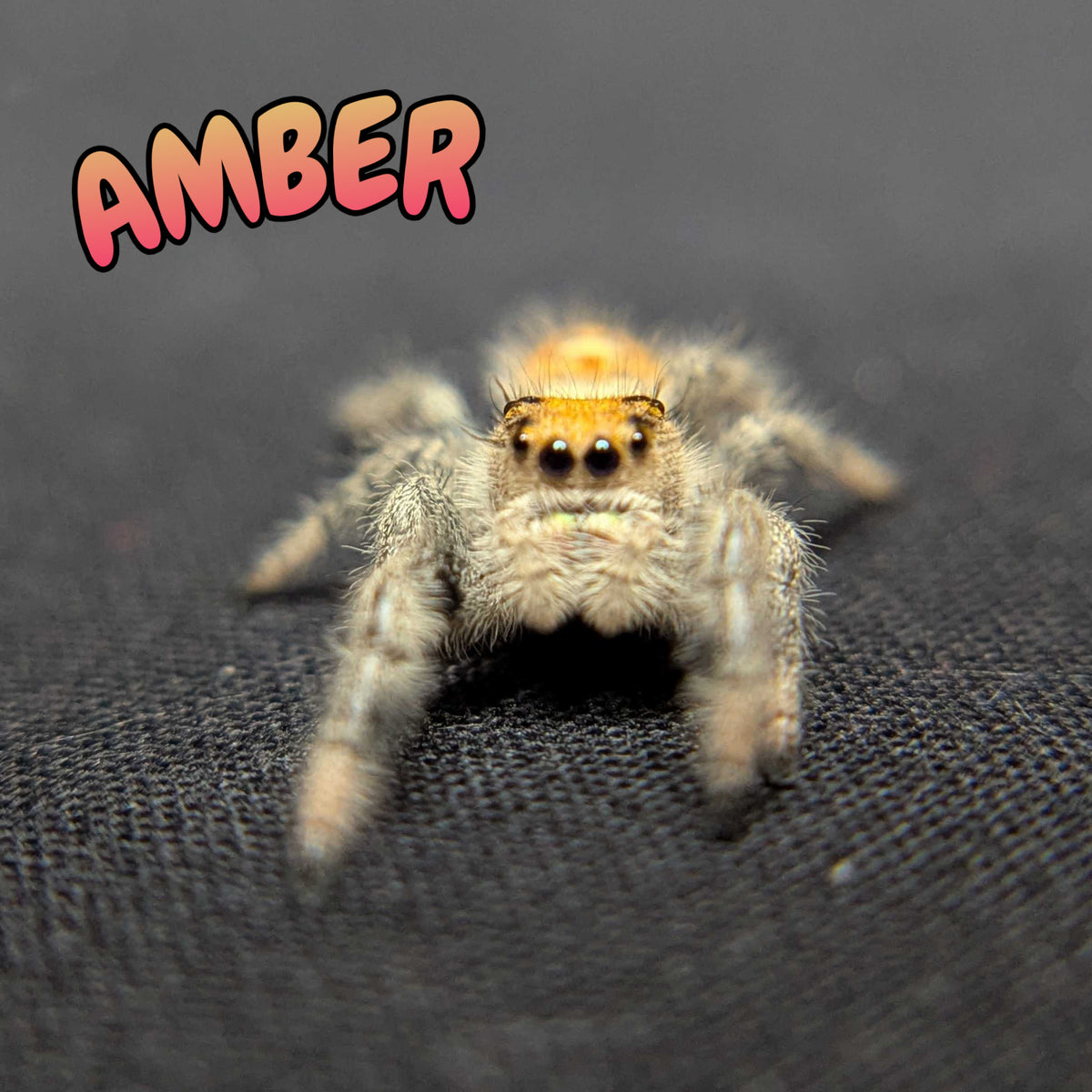 Regal Jumping Spider “Amber”