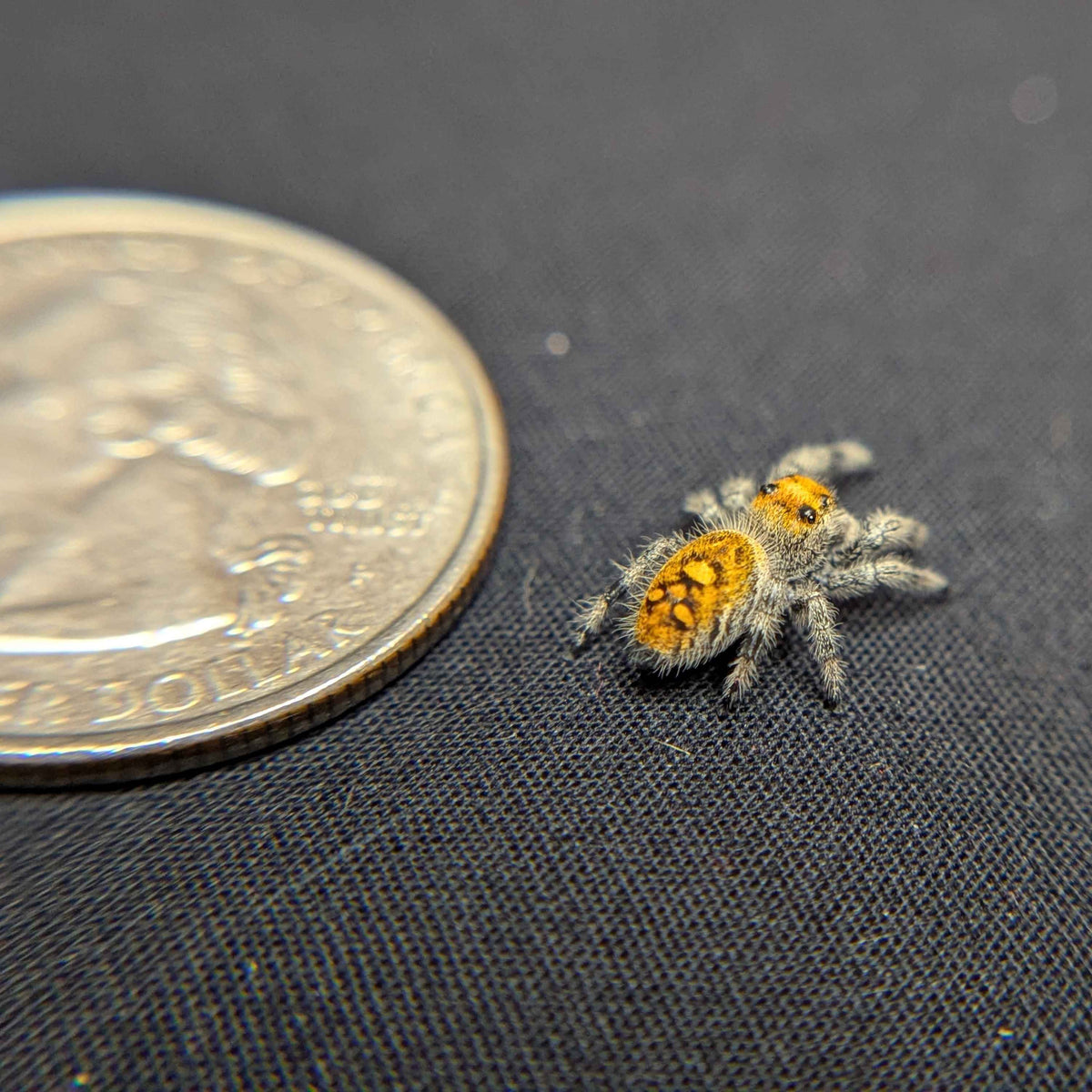 Regal Jumping Spider "Tropical"