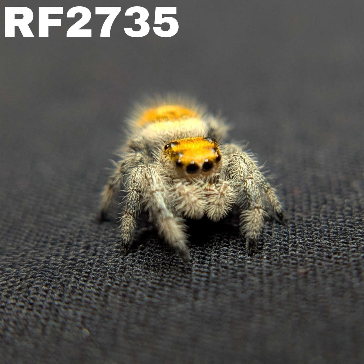 Regal Jumping Spider "Tropical"