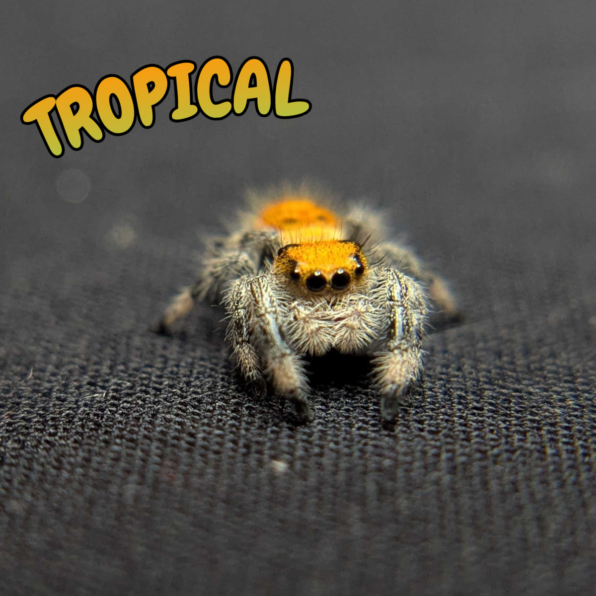 Regal Jumping Spider "Tropical"