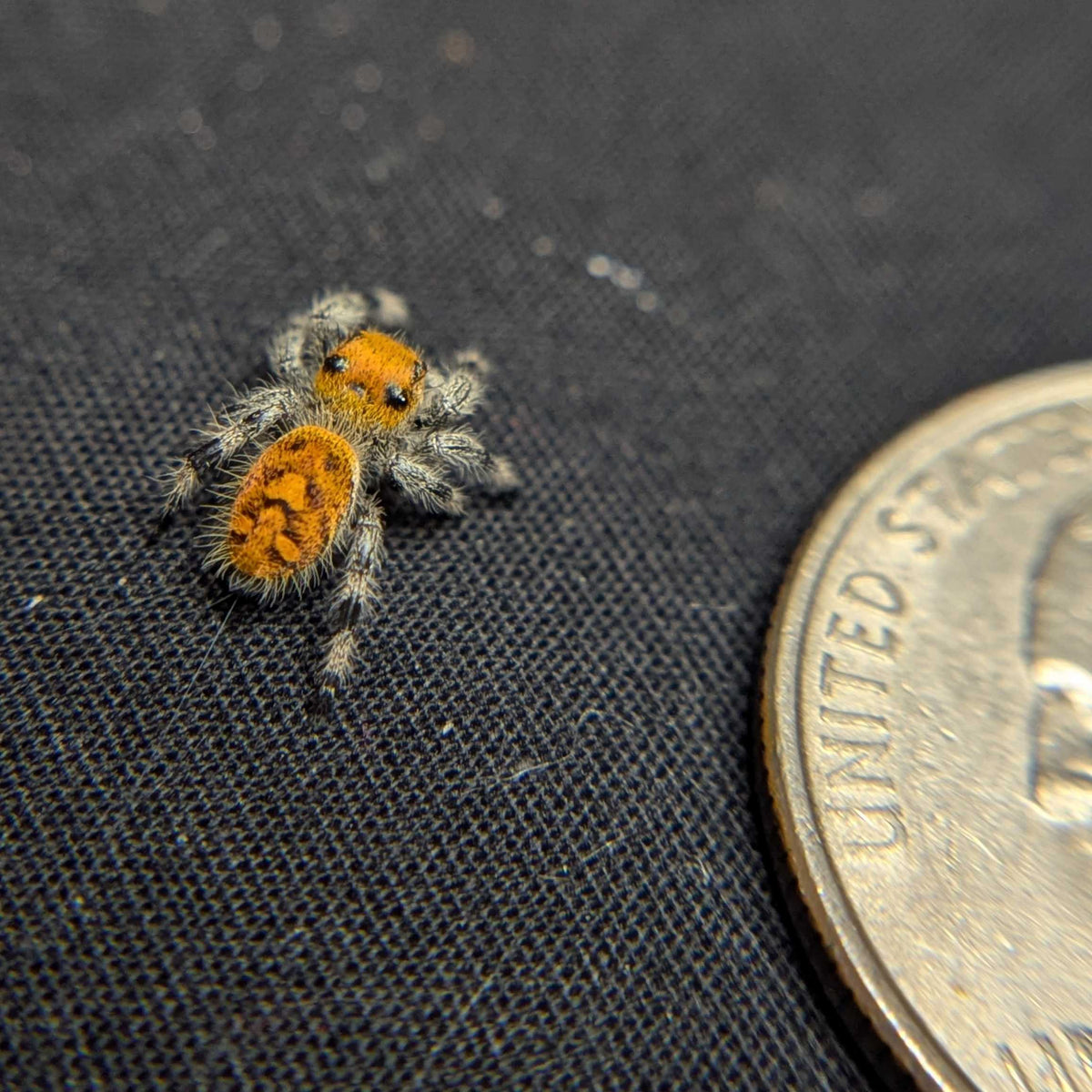 Regal Jumping Spider "Sizzle"