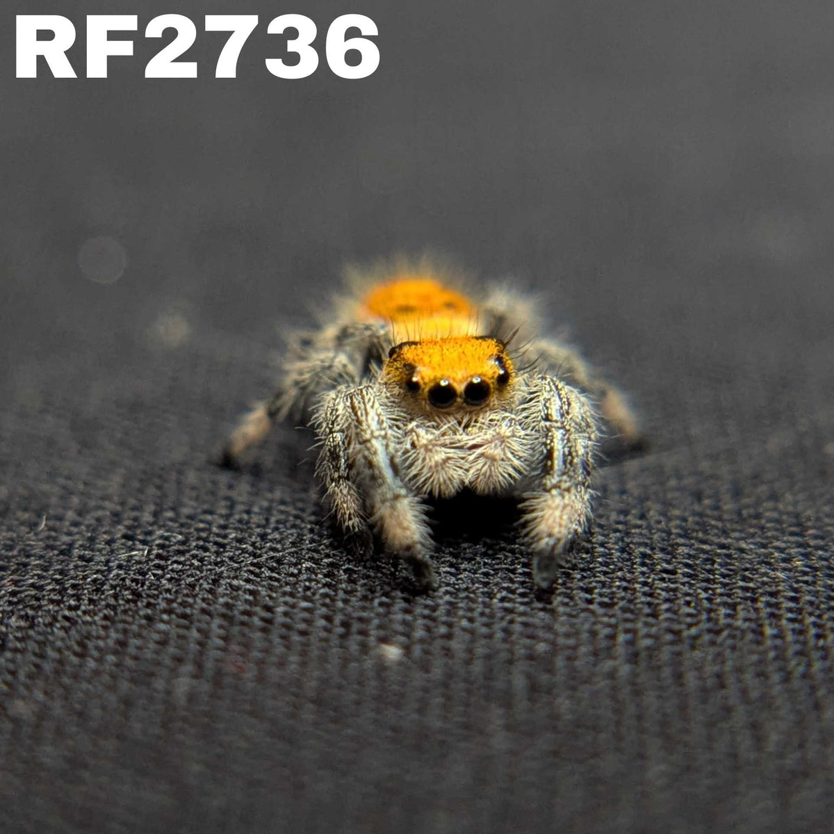 Regal Jumping Spider "Sizzle"