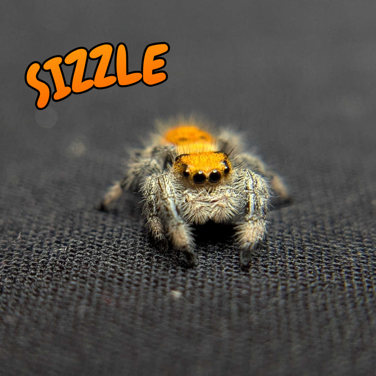Regal Jumping Spider "Sizzle"