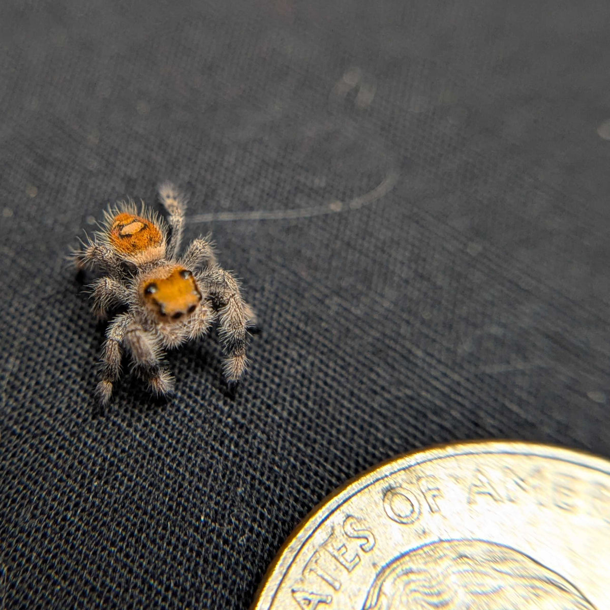 Regal Jumping Spider "Gemstone"