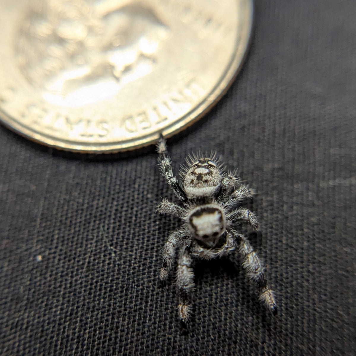 Regal Jumping Spider "Meringue” (High White)
