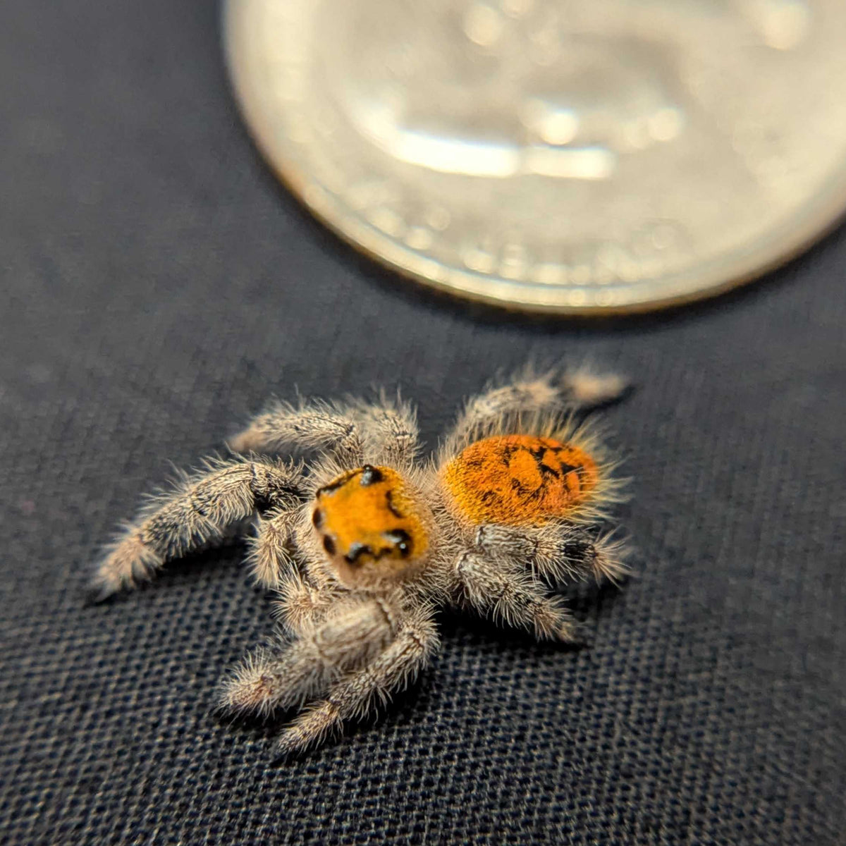 Regal Jumping Spider "Pastry"