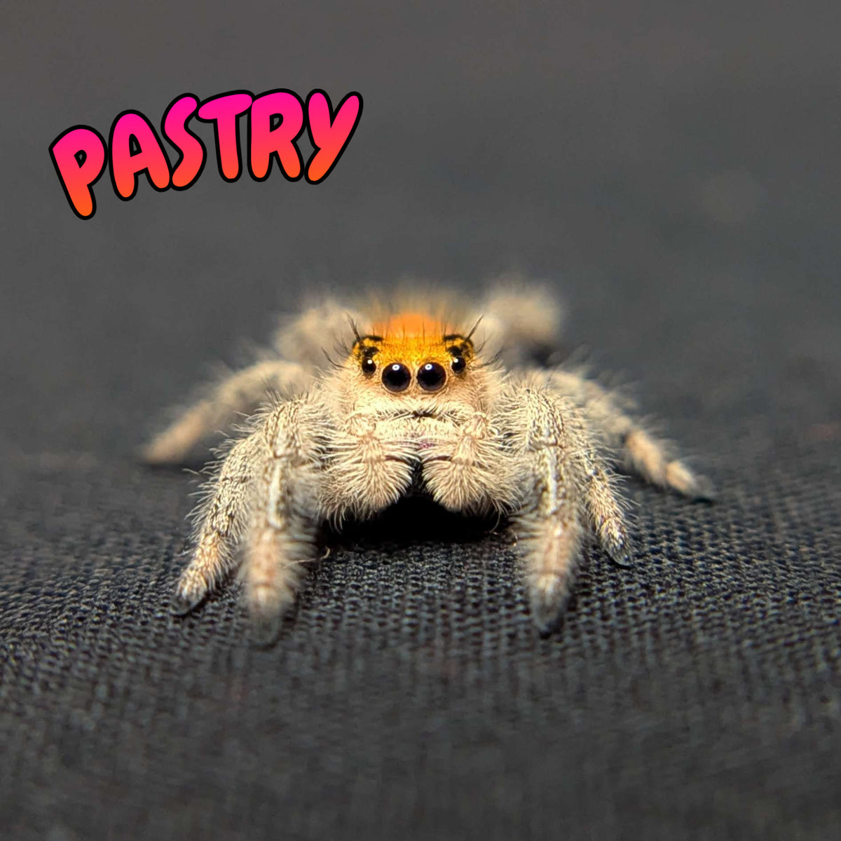 Regal Jumping Spider "Pastry"